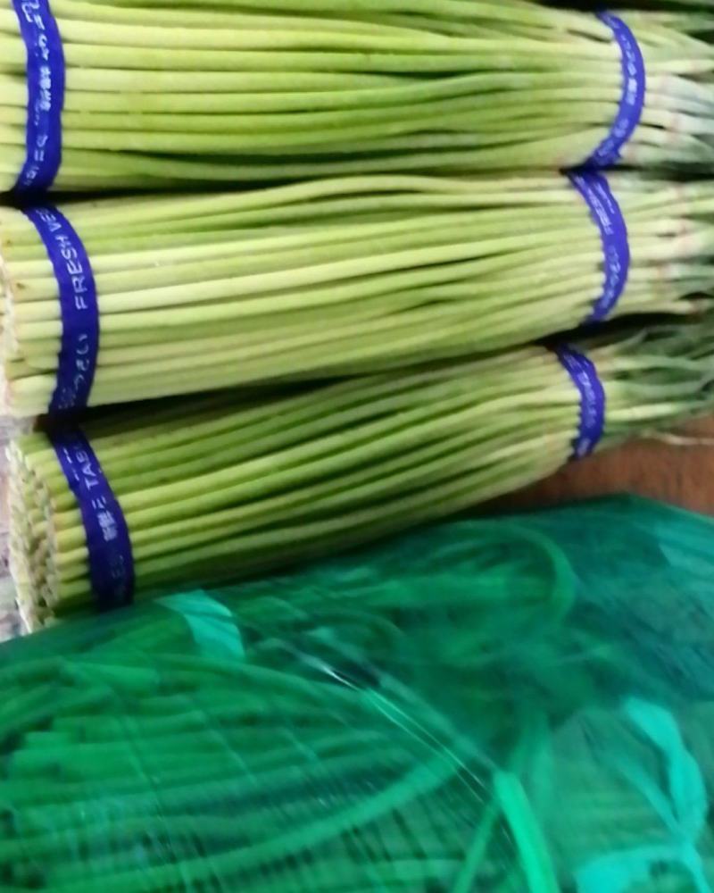 濮阳红帽蒜苔自有冷库600吨现货供应保鲜包装一条