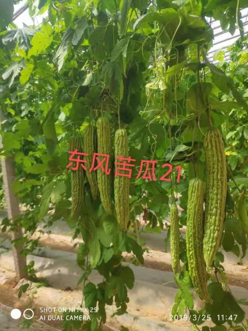 苦瓜苗杂交苦瓜苗齐顶苦瓜白珍珠苦瓜绿珍珠苦瓜苗