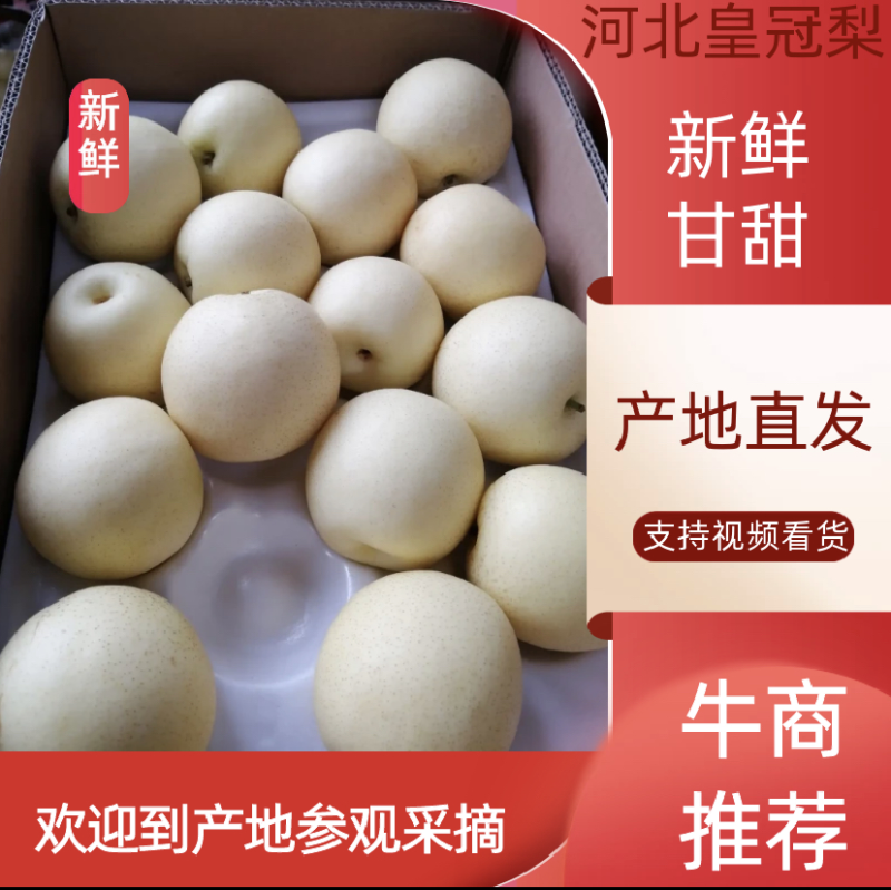 河北皇冠梨大量上市产区直发适合各大市场超市电商批发
