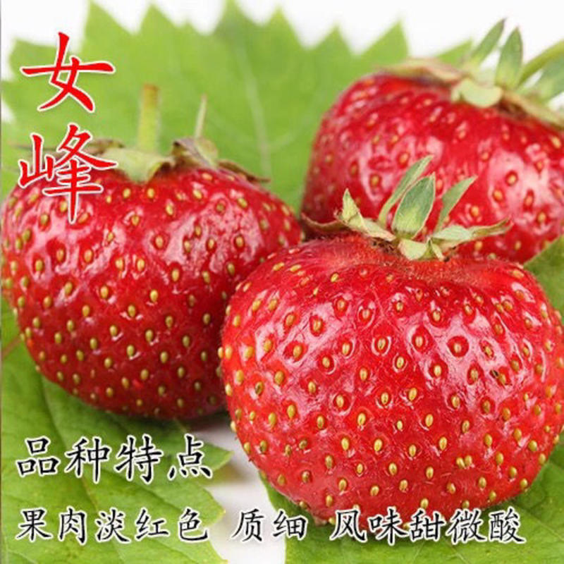 甜宝草莓苗脱毒苗春生静香女峰包品种纯正包成活