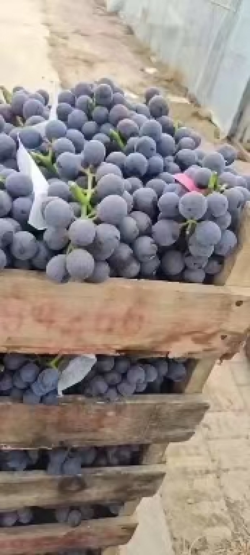 巨峰葡萄