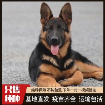 德牧犬德国牧羊犬保证质量保证健康保证纯种证书