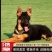 德牧犬德国牧羊犬保证质量保证健康保证纯种证书
