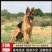 德牧犬德国牧羊犬保证质量保证健康保证纯种证书