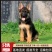 德牧犬德国牧羊犬保证质量保证健康保证纯种证书