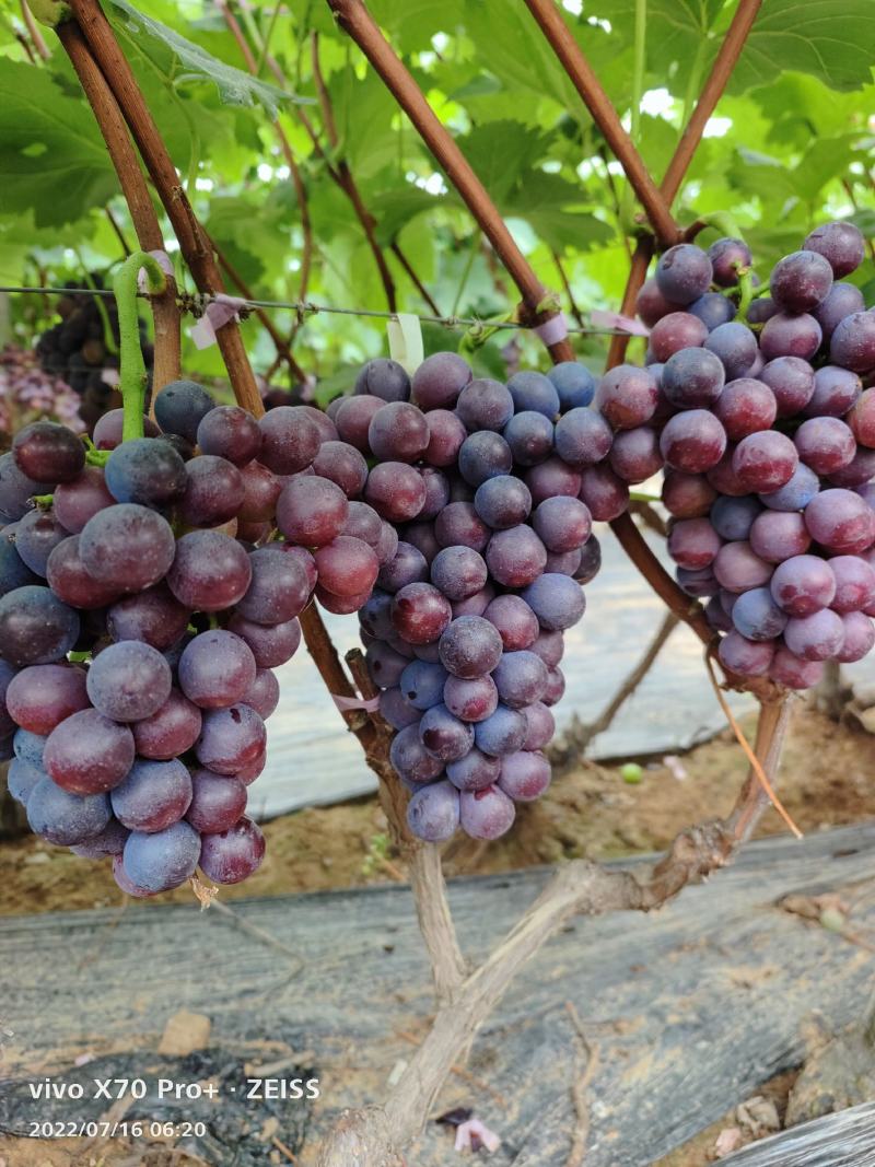山东临沂费县优质夏黑葡萄大量上市