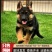 精品德牧犬高端护卫犬老家护院全国包邮视频挑选