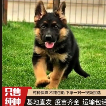精品德牧犬高端护卫犬老家护院全国包邮视频挑选