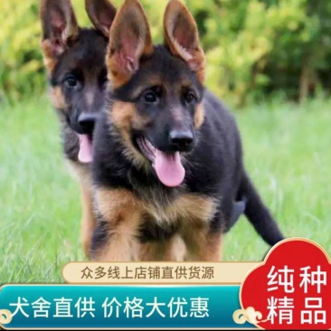 纯种德牧犬高端护卫犬德牧犬德国牧羊犬保证健康