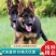 纯种德牧犬高端护卫犬德牧犬德国牧羊犬保证健康