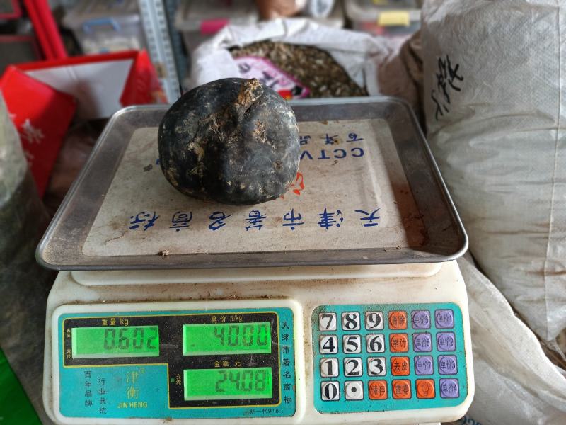 乌灵参，王，鸡枞胆，王，全网雷震子王