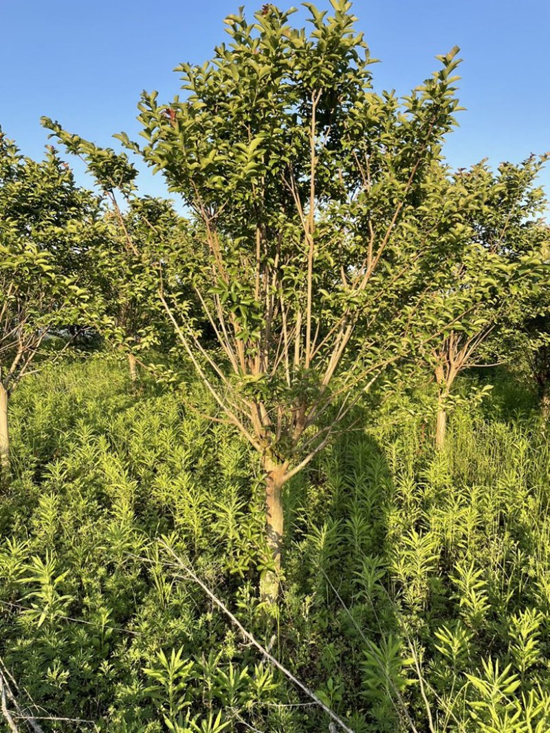 红花紫薇。10公分松滋货源