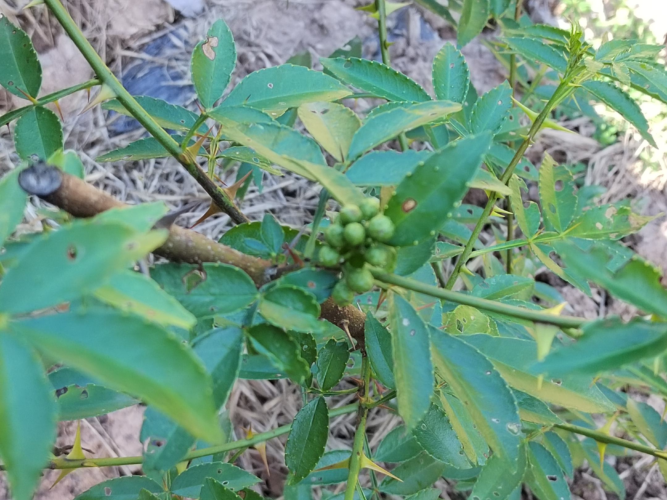 黄精林下种植场景
