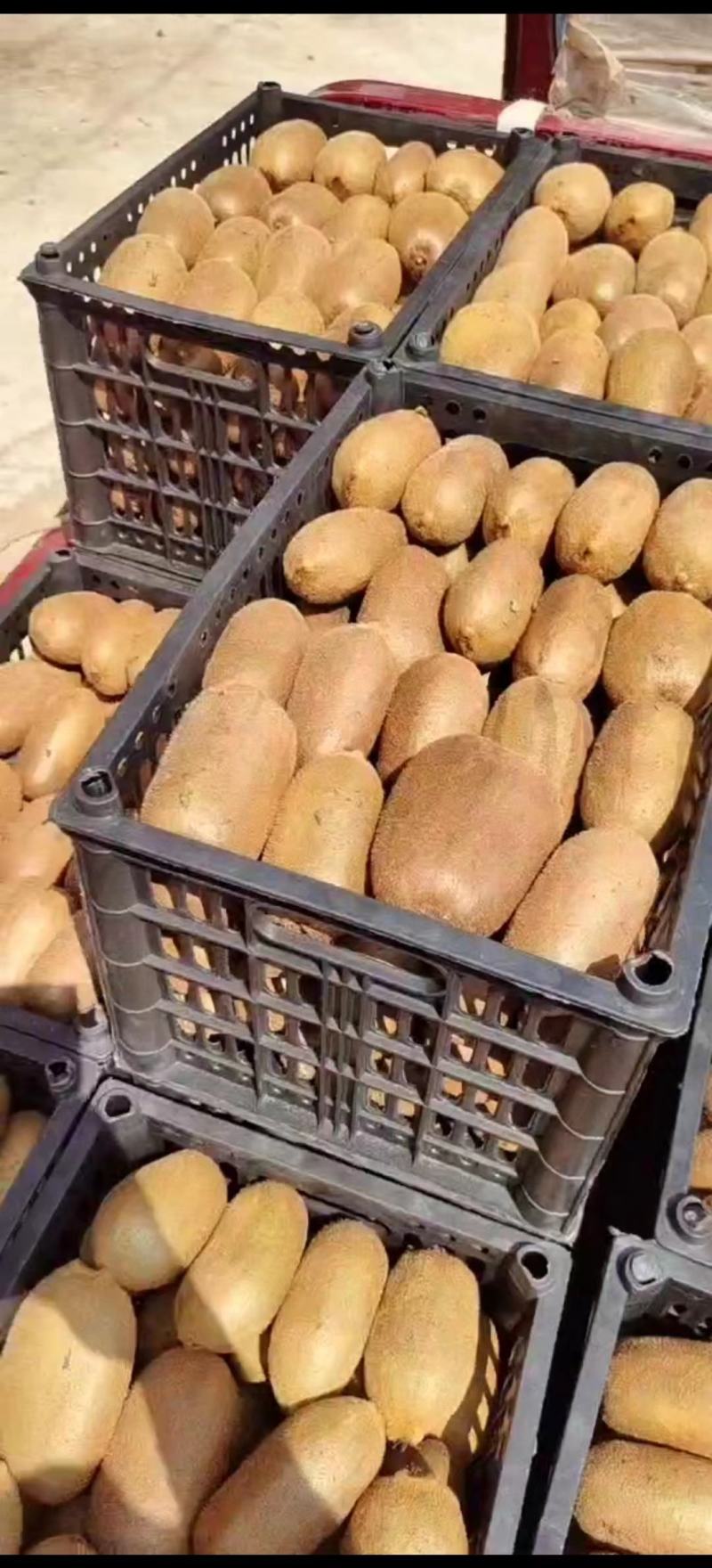 特级米良一号，绿心猕猴桃优等品，批发，量大从
