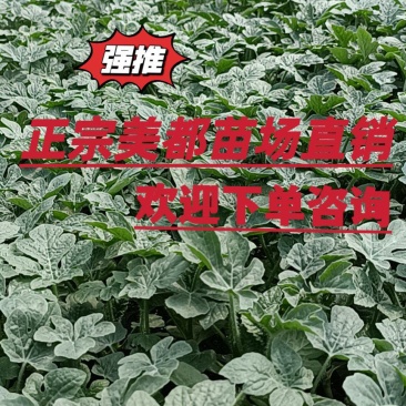 美都嫁接苗抗重茬苗子健壮根系发达包技术指导