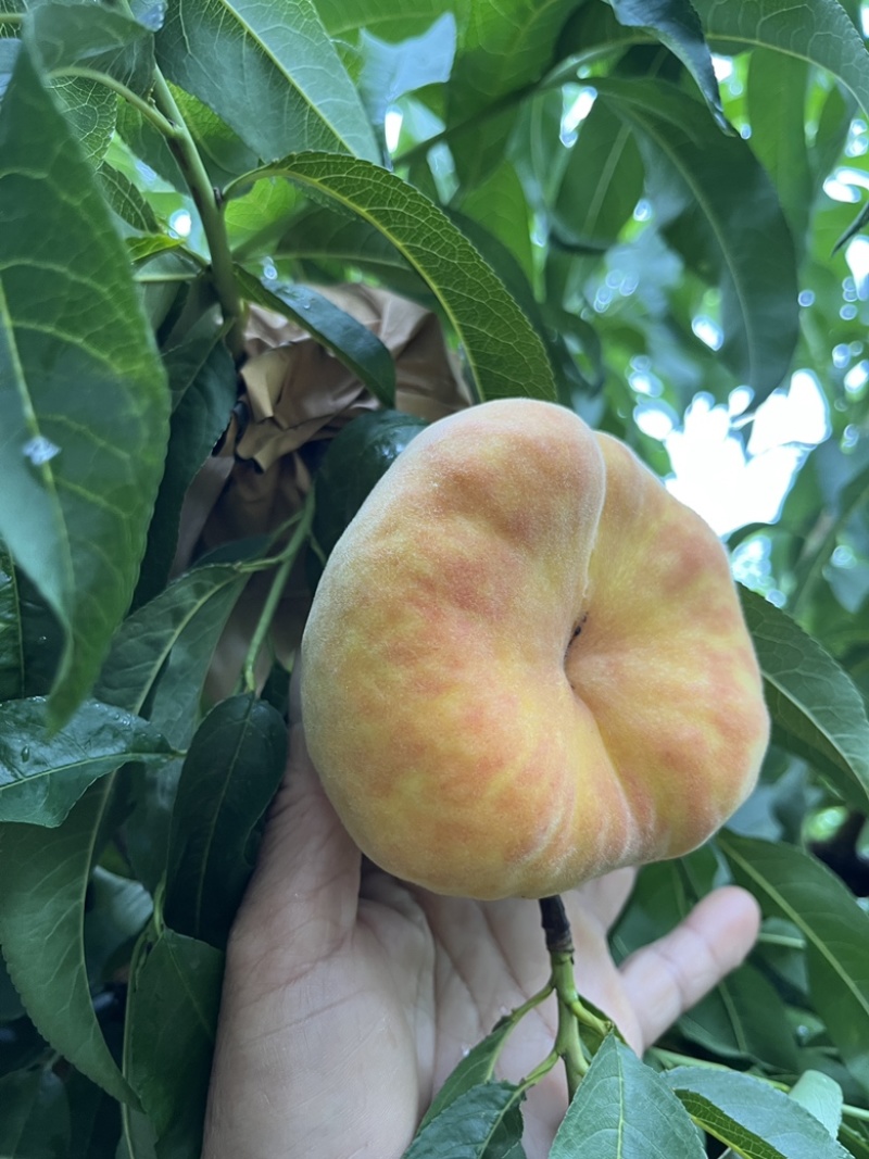 毛蟠11也可一件代发
