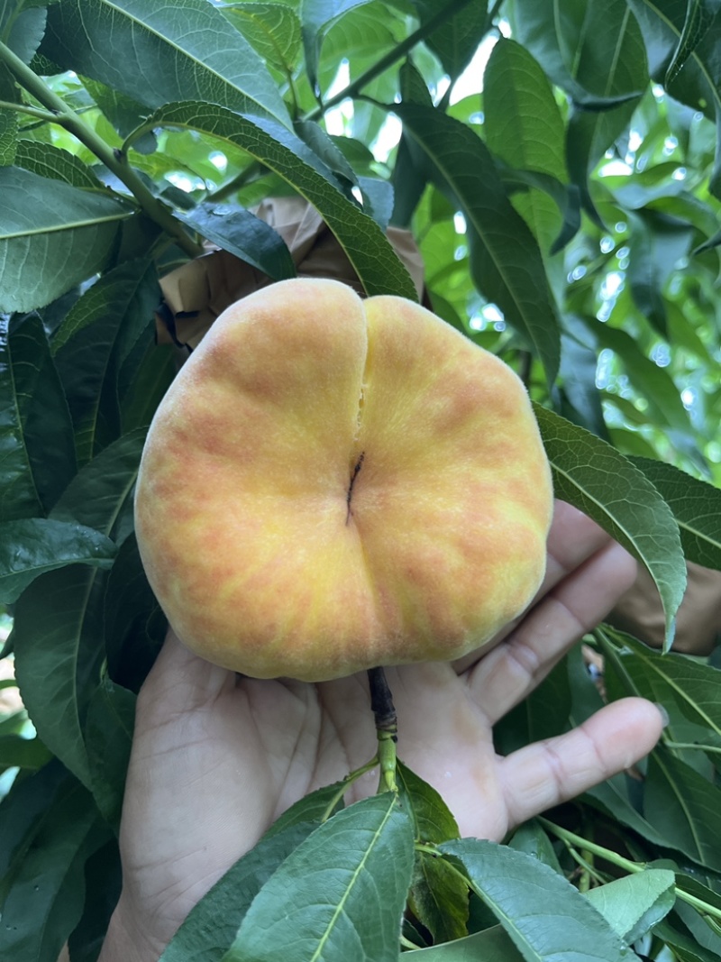 毛蟠11也可一件代发