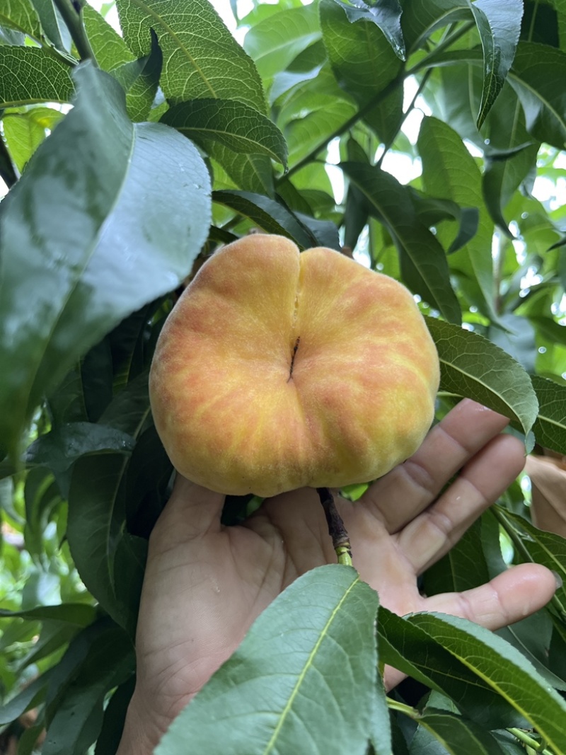 毛蟠11也可一件代发