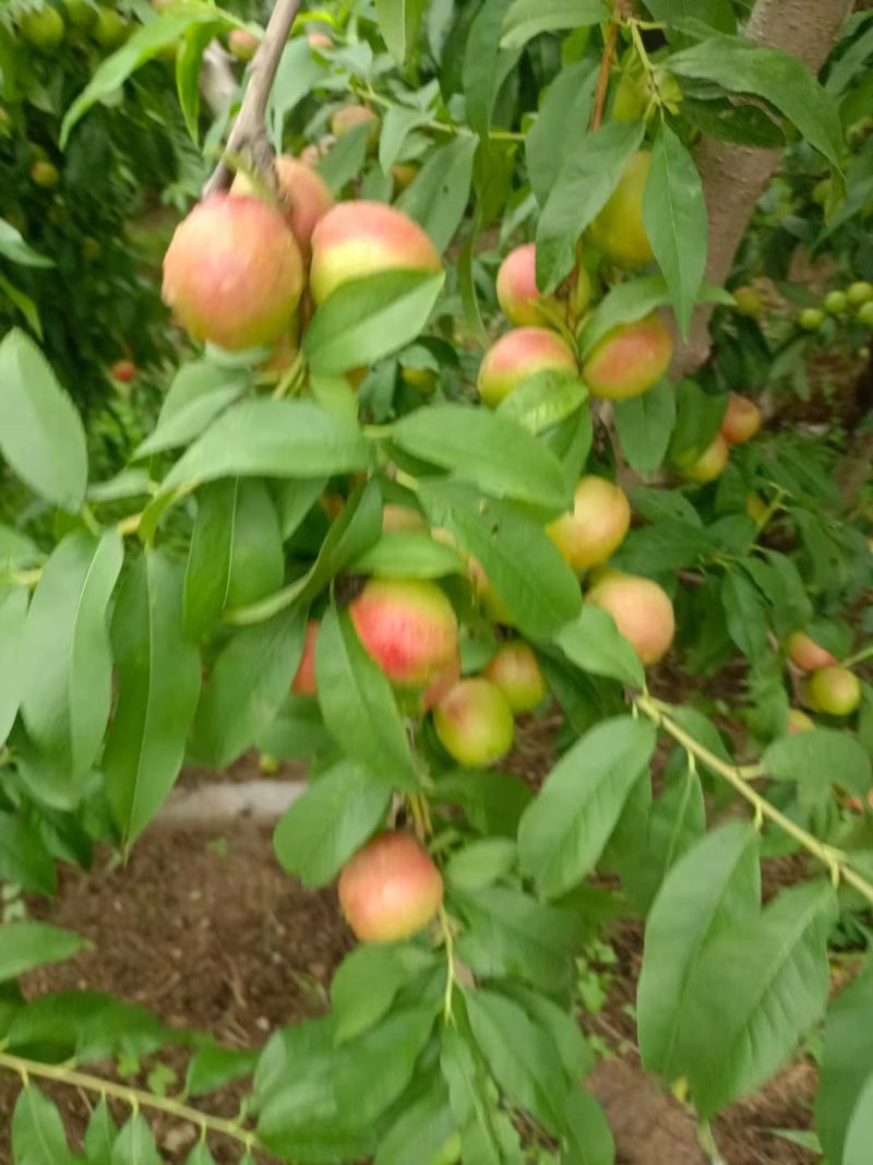灵宝珍珠枣油桃