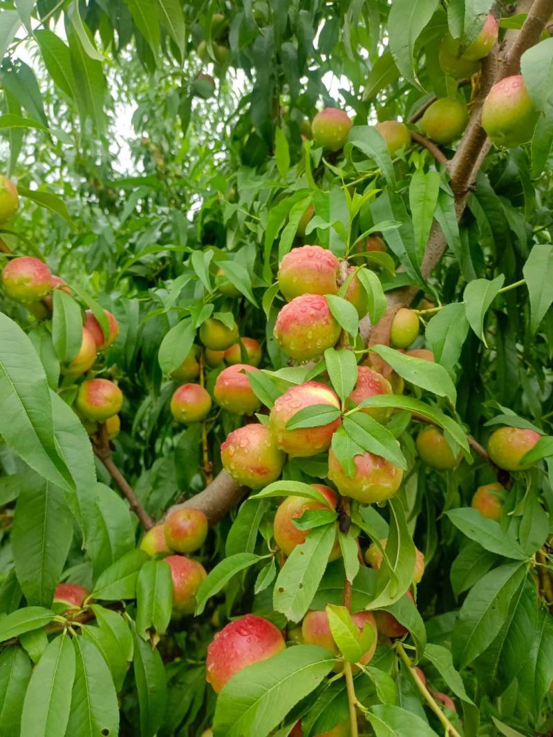 灵宝珍珠枣油桃