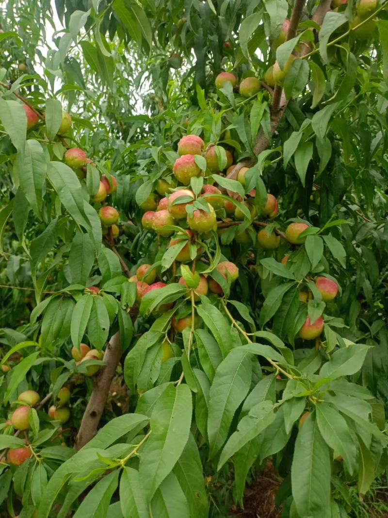 灵宝珍珠枣油桃