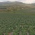 甘蓝高山冷凉蔬菜甘蓝基地，品质杠杠滴，有需求的老板在一亩