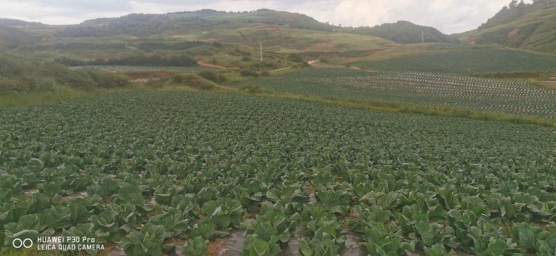 甘蓝高山冷凉蔬菜甘蓝基地，品质杠杠滴，有需求的老板在一亩