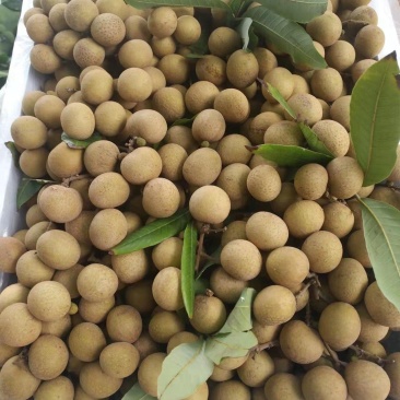 皮薄肉厚，核小超甜的广东储良，石硖，产地直供，价格美丽