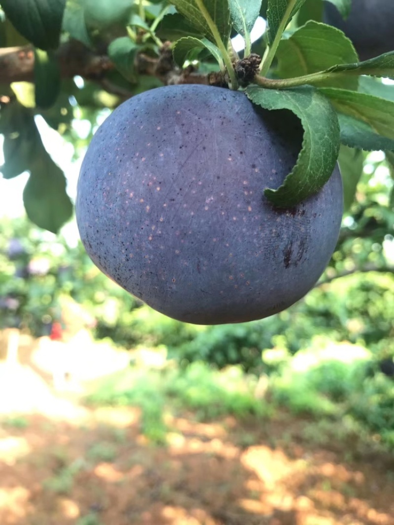 黑宝石