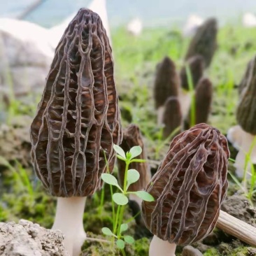 四川羊肚菌鲜羊肚菌当季头茬优质羊肚菌农户自种批发零售