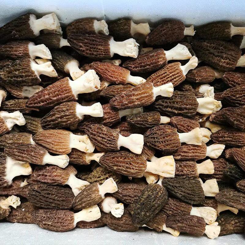 四川羊肚菌鲜羊肚菌当季头茬优质羊肚菌农户自种批发零售