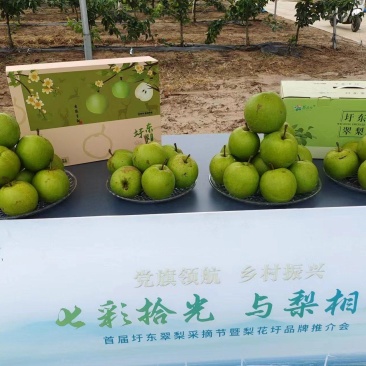 江苏盐城大丰圩东翠梨苏翠一号大量上市