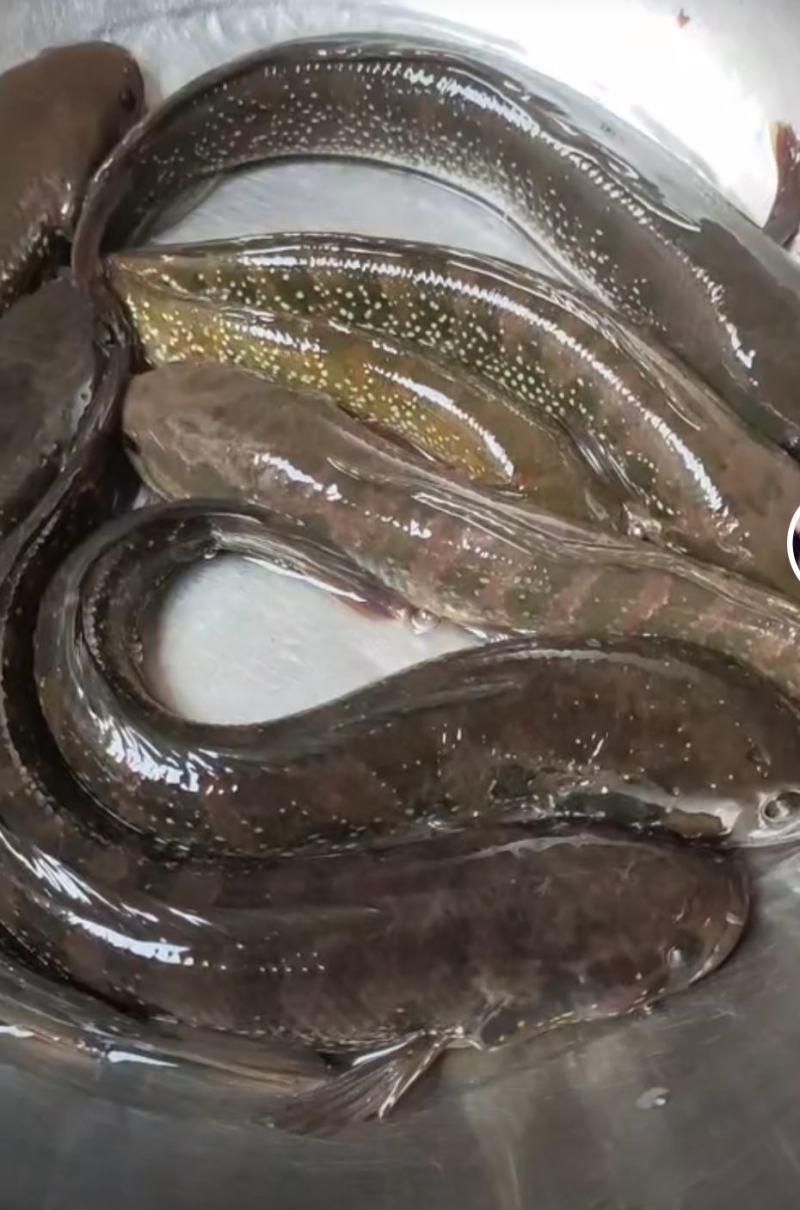 生态七星鱼
