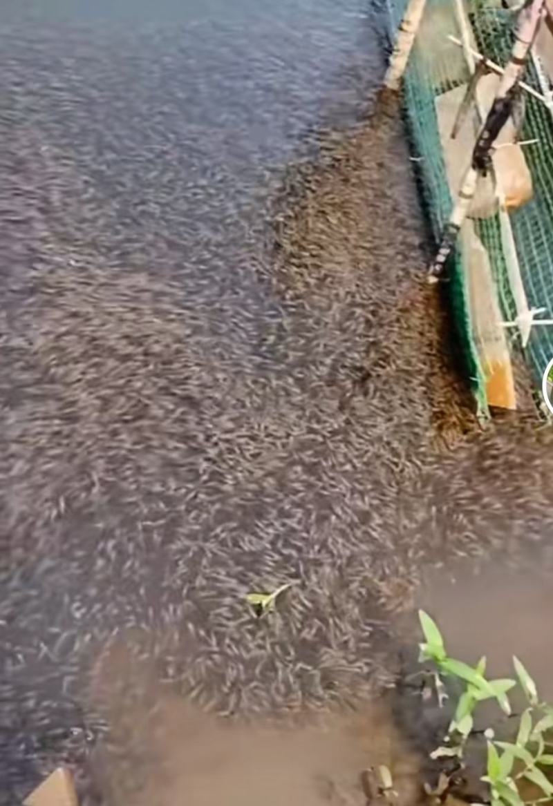 生态七星鱼