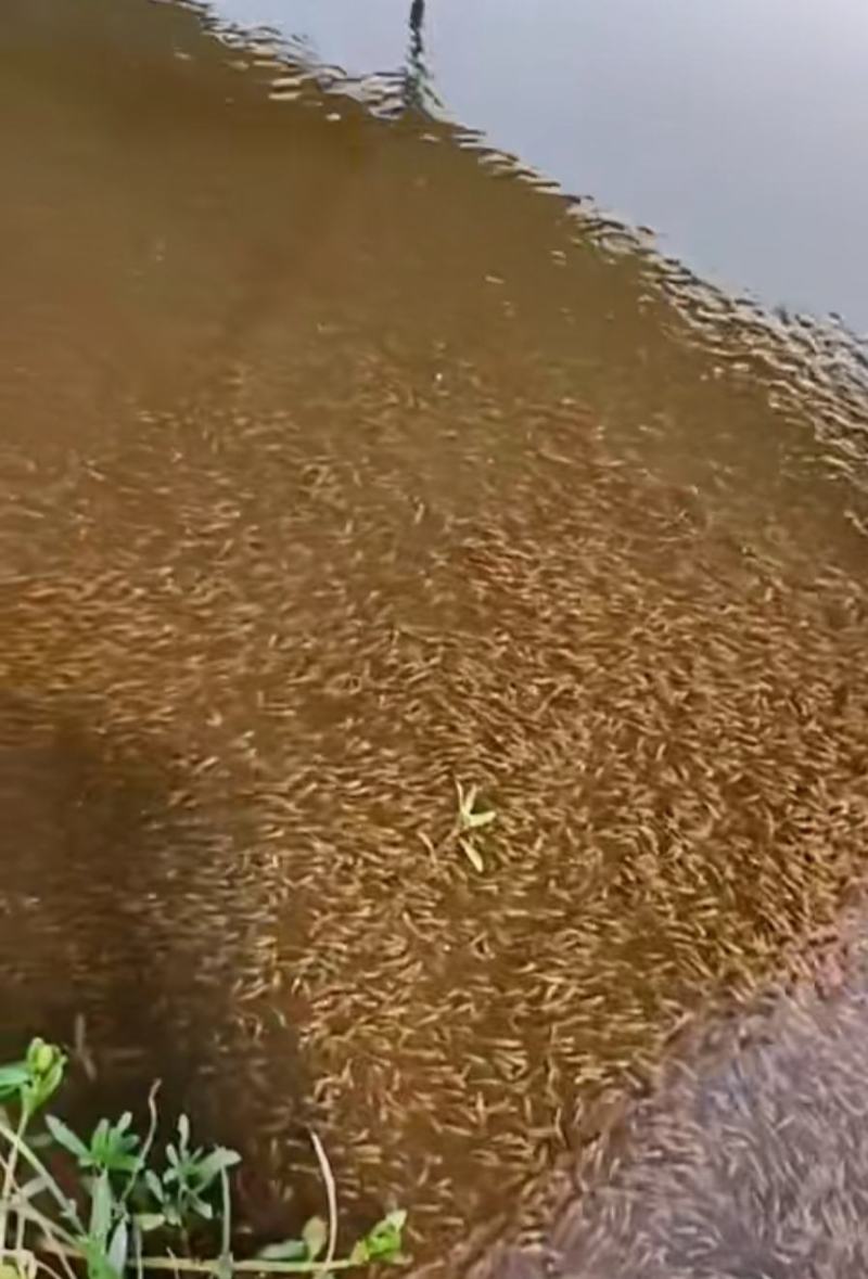 生态七星鱼