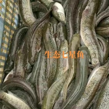 生态七星鱼