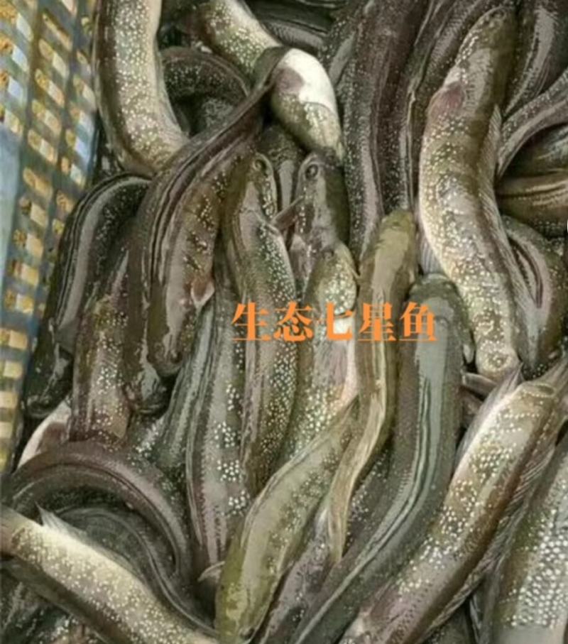 生态七星鱼