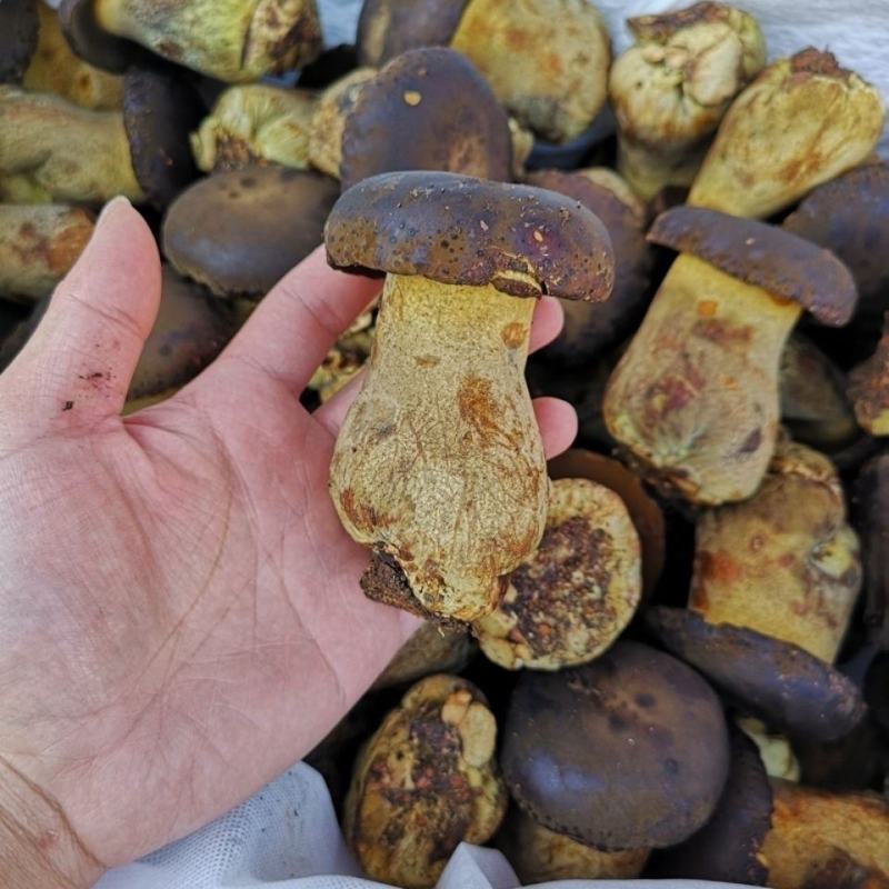 黑牛肝菌四川新鲜牛肝菌滋补佳品火锅煲汤食用菌批发零售