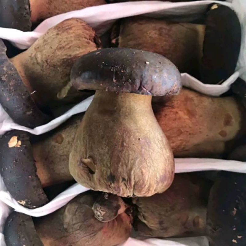 黑牛肝菌四川新鲜牛肝菌滋补佳品火锅煲汤食用菌批发零售