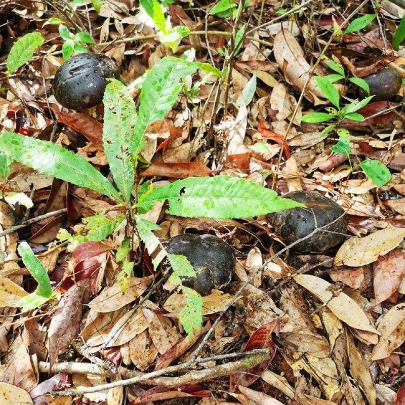 黑牛肝菌四川新鲜牛肝菌滋补佳品火锅煲汤食用菌批发零售