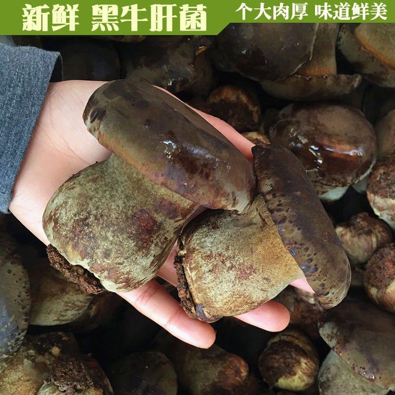 黑牛肝菌四川新鲜牛肝菌滋补佳品火锅煲汤食用菌批发零售