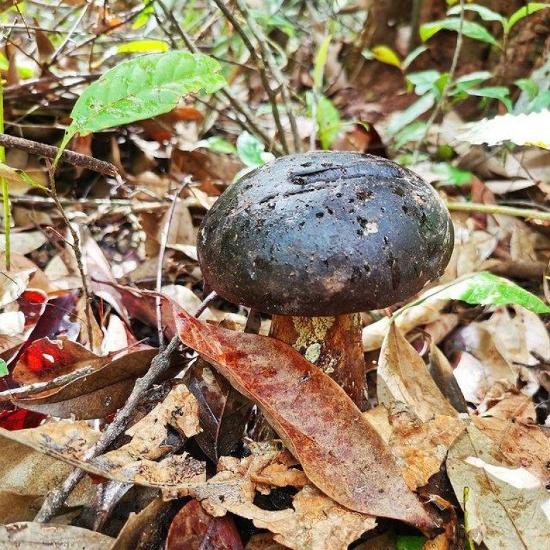 黑牛肝菌四川新鲜牛肝菌滋补佳品火锅煲汤食用菌批发零售