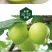 江苏盐城大丰圩东翠梨苏翠一号大量上市