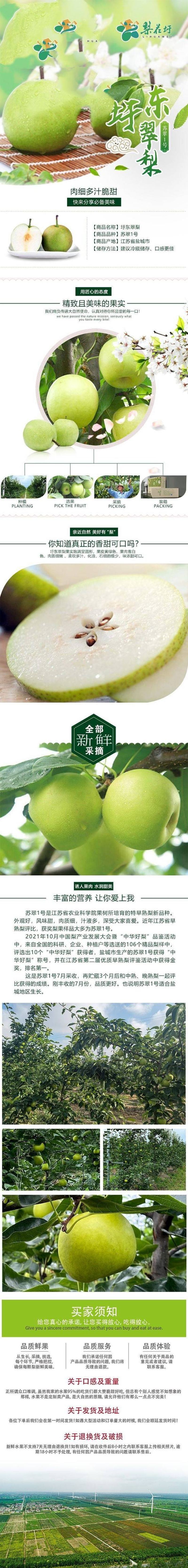江苏盐城大丰圩东翠梨苏翠一号大量上市