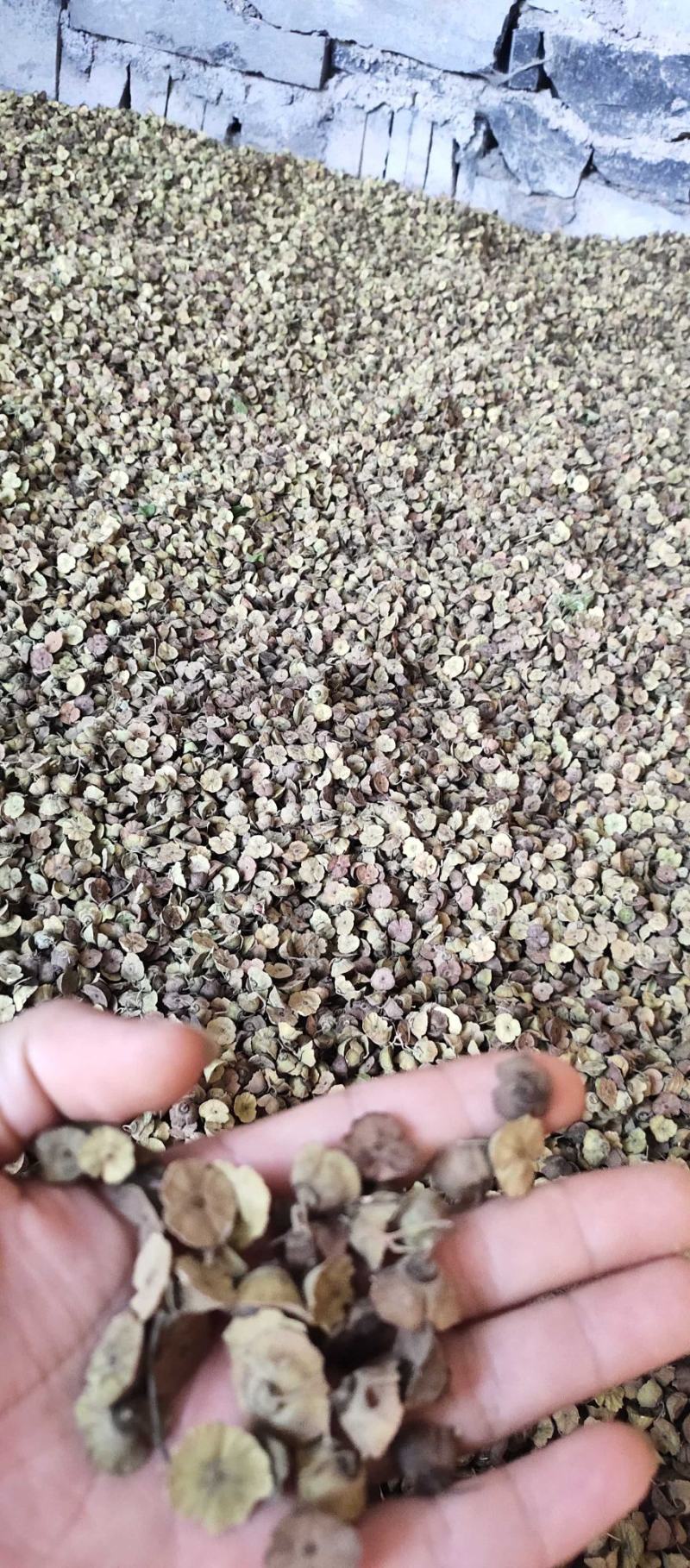 畅销产品铁篱笆种子，广西桂林中园苗木