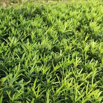畅销产品罗汉松芽苗，广西桂林中园绿化基地，