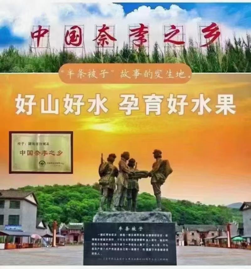湖南文明半条被子水果之乡黄金奈李一件代发