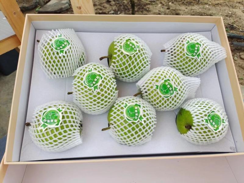 江苏盐城大丰圩东翠梨苏翠一号大量上市