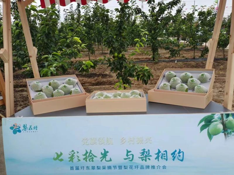 江苏盐城大丰圩东翠梨苏翠一号大量上市