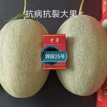 锦田25号哈蜜瓜种子易坐果成熟果黄绿色果肉橘红含糖度高